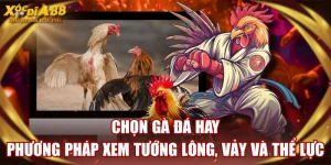 Chọn Gà Đá Hay - Phương Pháp Xem Tướng Lông, Vảy Và Thể Lực