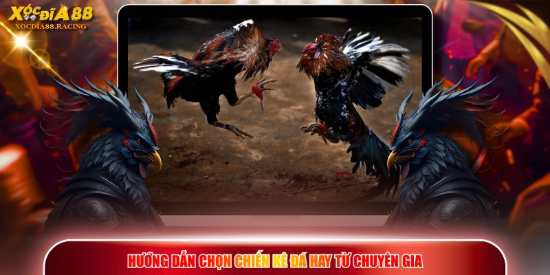 Chọn Gà Đá Hay - Phương Pháp Xem Tướng Lông, Vảy Và Thể Lực 2 Hướng dẫn chọn chiến kê đá hay từ chuyên gia