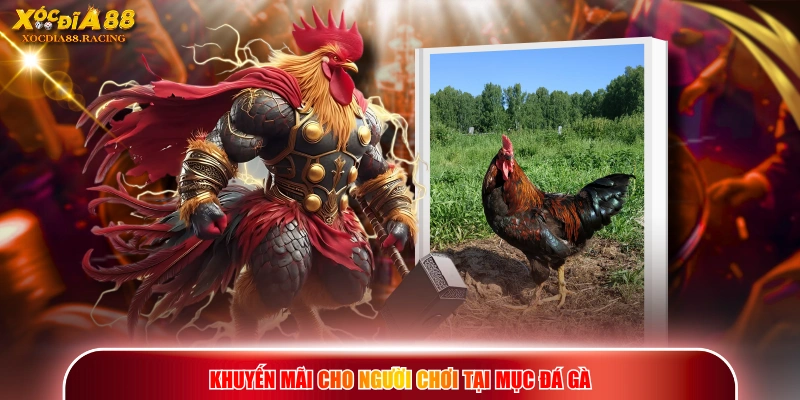 Khuyến mãi cho người chơi tại mục đá gà