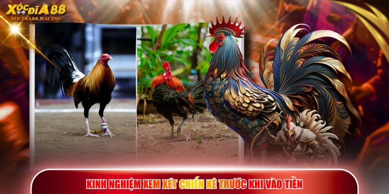Chọn Gà Đá Hay - Phương Pháp Xem Tướng Lông, Vảy Và Thể Lực 3 Kinh nghiệm xem xét chiến kê trước khi vào tiền