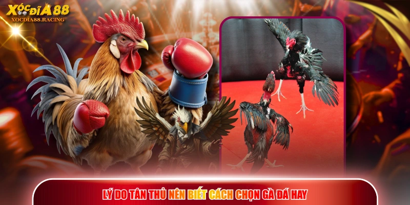 Chọn Gà Đá Hay - Phương Pháp Xem Tướng Lông, Vảy Và Thể Lực 1 Lý do tân thủ nên biết cách chọn gà đá hay
